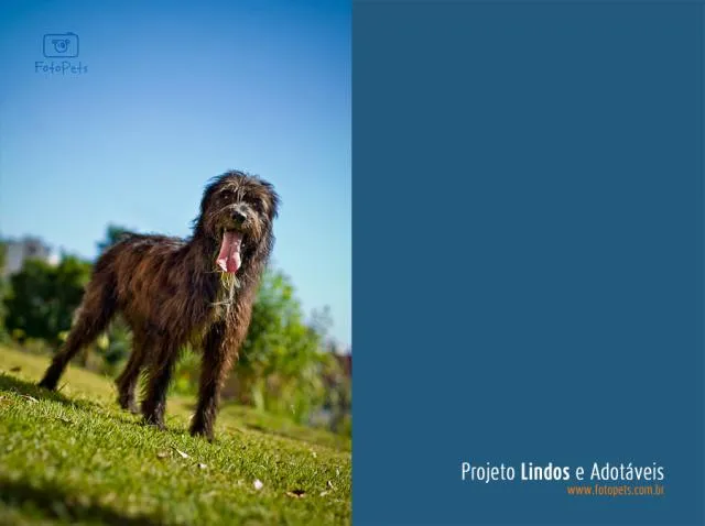 Cachorro ra a SRD idade 3 anos nome Jorjão