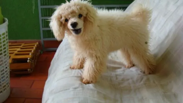 Cachorro ra a Poodle idade 1 ano nome Toy