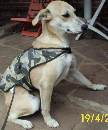 Cachorro ra a SRD idade 7 a 11 meses nome Dina
