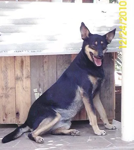 Cachorro ra a SRD idade 2 anos nome Leca