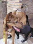 Pet