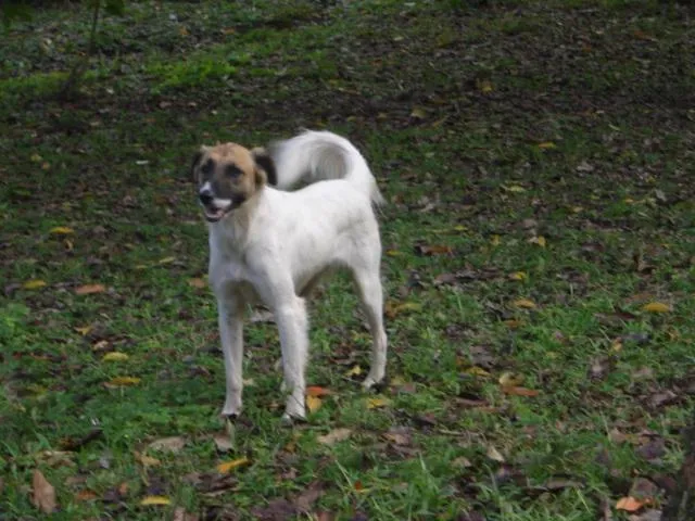 Cachorro ra a SRD idade 3 anos nome Kazuka