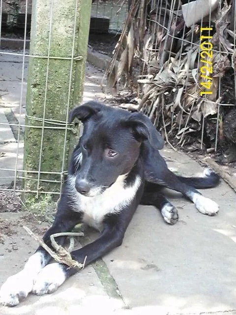 Cachorro ra a SRD idade 7 a 11 meses nome Diva