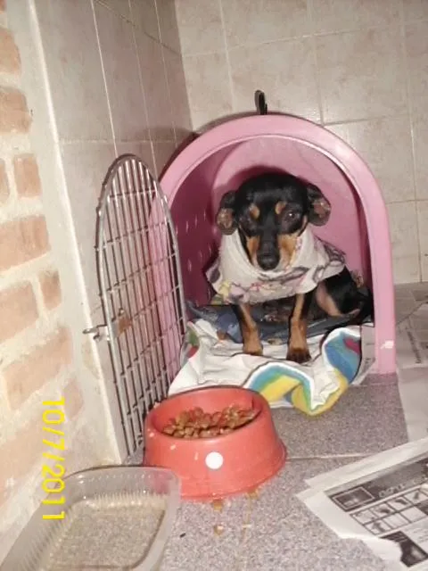 Cachorro ra a linguiçinha idade 2 anos nome Missy ou Tutti