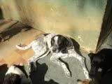 Cachorro ra a Perdigueiro idade 2 anos nome Sansão