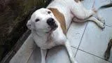 Cachorro ra a Pit-Bull idade 2 anos nome Pitty