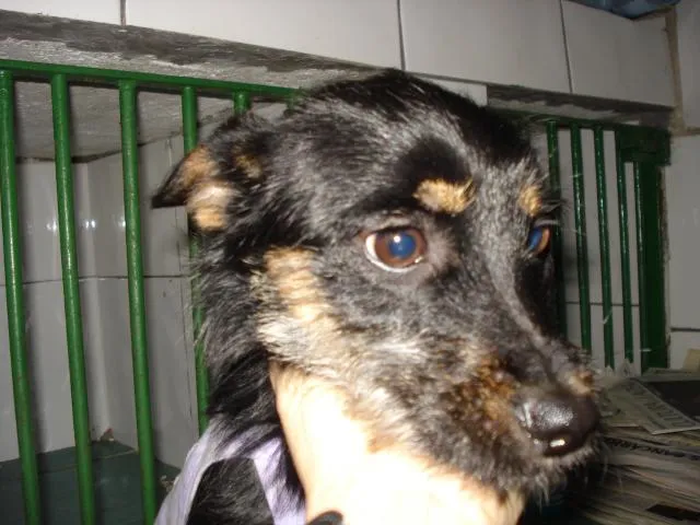 Cachorro ra a SRD idade 7 a 11 meses nome teka