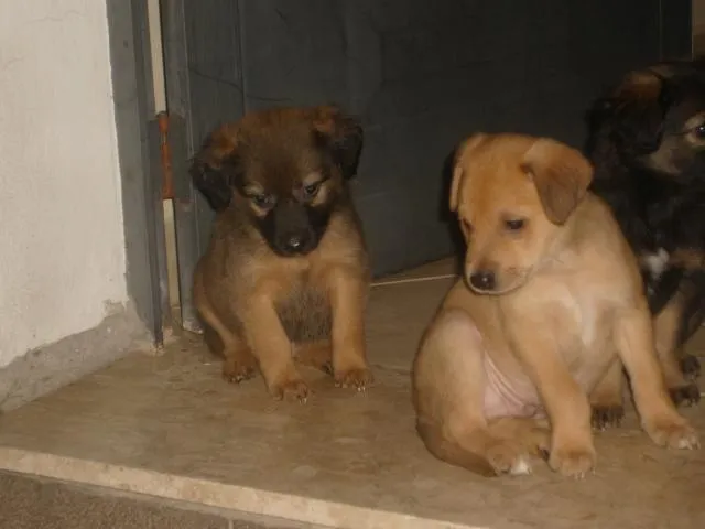 Cachorro ra a SRD idade Abaixo de 2 meses nome Filhotes SRD Resgat