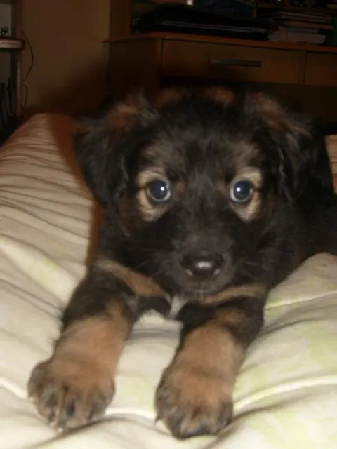 Cachorro ra a SRD idade Abaixo de 2 meses nome Filhotes SRD Resgat