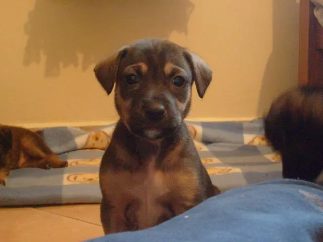 Cachorro ra a SRD idade Abaixo de 2 meses nome Filhotes SRD Resgat