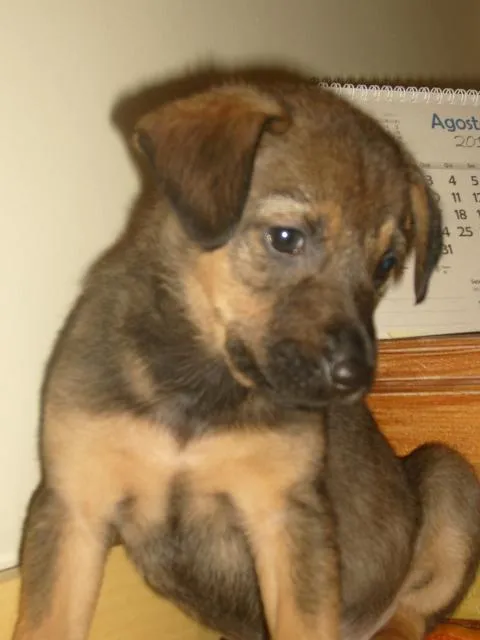 Cachorro ra a SRD idade Abaixo de 2 meses nome Filhotes SRD Resgat
