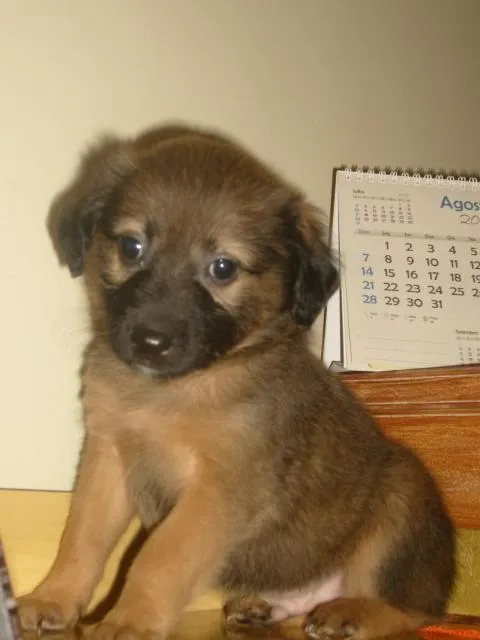 Cachorro ra a SRD idade Abaixo de 2 meses nome Filhotes SRD Resgat