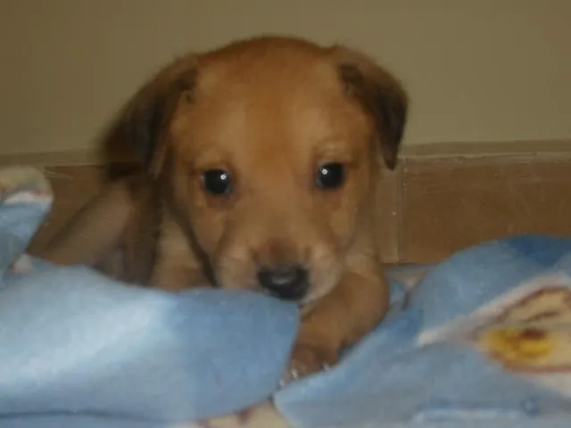 Cachorro ra a SRD idade Abaixo de 2 meses nome Filhotes SRD Resgat