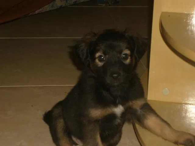 Cachorro ra a SRD idade Abaixo de 2 meses nome Filhotes SRD Resgat