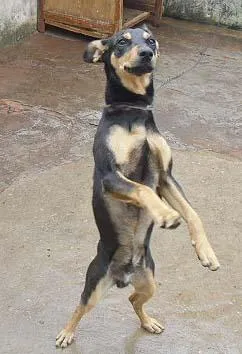 Cachorro ra a SRD idade 2 a 6 meses nome BILLY