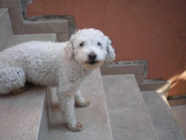 Cachorro ra a Poodle idade 6 ou mais anos nome Mutley GRATIFICA