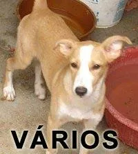 Cachorro ra a SRD idade  nome Vários ULA