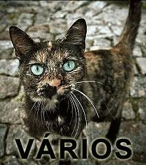 Gato ra a SRD idade  nome Vários ULA