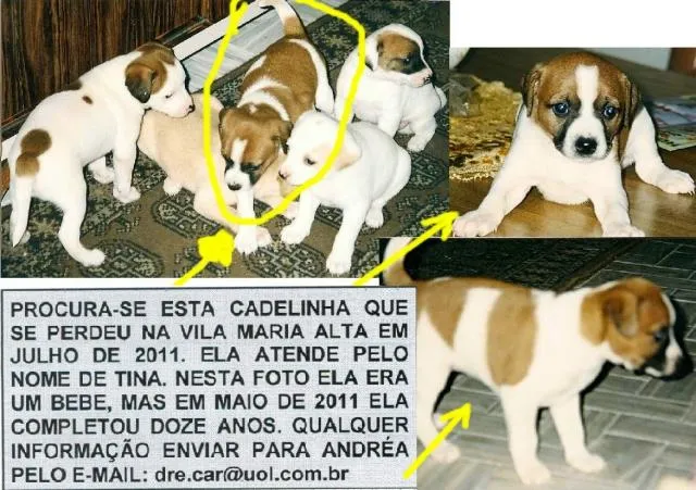 Cachorro ra a SRD idade 6 ou mais anos nome Tina