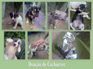 Cachorro raça SRD idade 2 a 6 meses nome FILHOTES