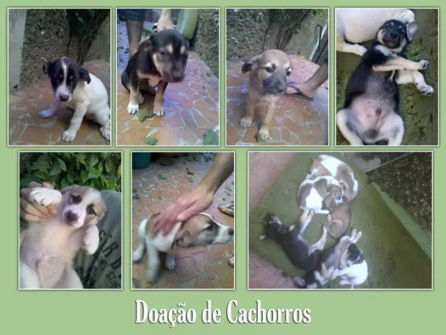 Cachorro ra a SRD idade 2 a 6 meses nome FILHOTES