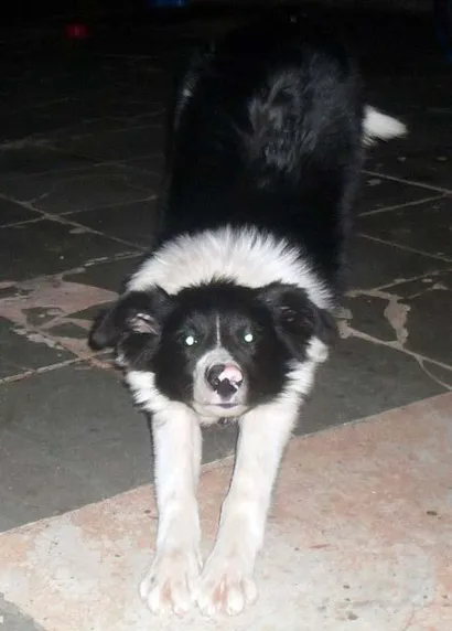Cachorro raça Border-Colie idade 7 a 11 meses nome Toddy GRATIFICA