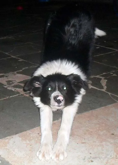 Cachorro ra a Border-Colie idade 7 a 11 meses nome Toddy GRATIFICA