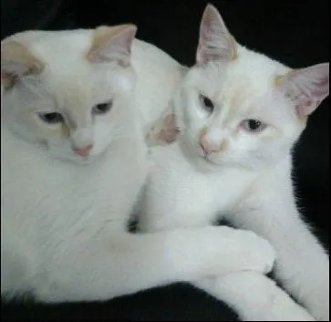 Gato ra a SRD idade 7 a 11 meses nome Oscar e Nestor