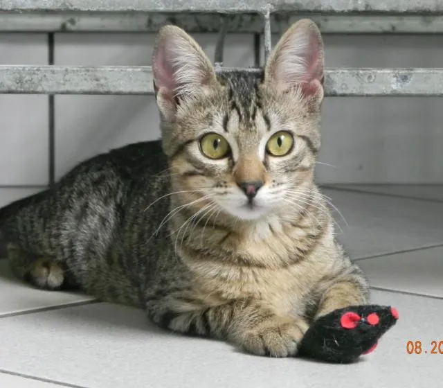Gato ra a SRD idade 2 a 6 meses nome Tigrinha