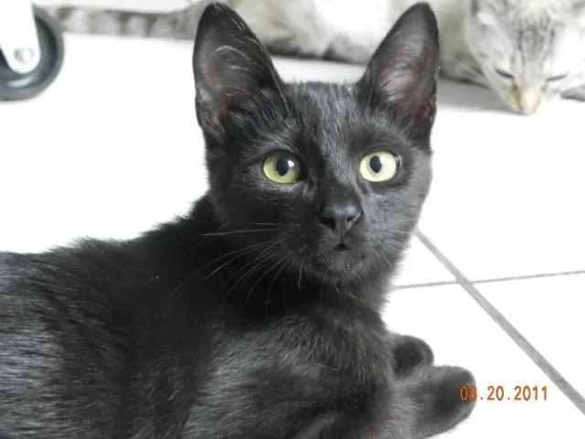 Gato ra a SRD idade 2 a 6 meses nome Feijão