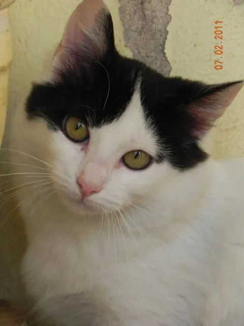 Gato ra a SRD idade 7 a 11 meses nome Amandita
