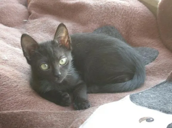 Gato ra a SRD idade 2 a 6 meses nome Ludovico