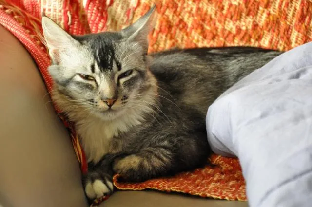 Gato ra a SRD idade 1 ano nome Úrsula