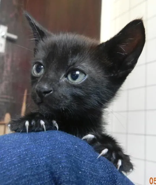 Gato ra a SRD idade 2 a 6 meses nome Luna