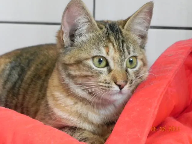 Gato ra a SRD idade 7 a 11 meses nome Camila