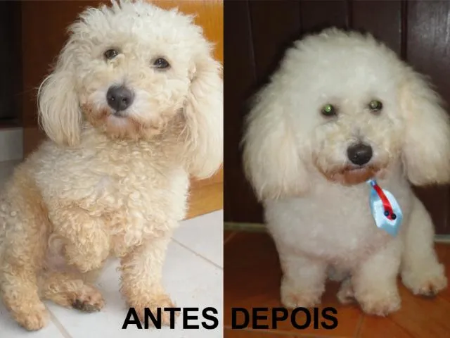 Cachorro ra a Poodle idade 1 ano nome Sem nome