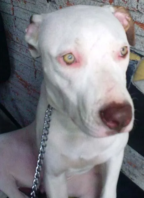 Cachorro ra a Pit-Bull idade  nome Procura GRATIFICA