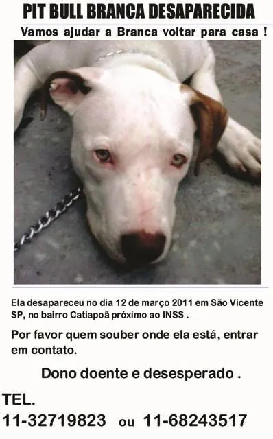 Cachorro ra a Pit-Bull idade  nome Procura GRATIFICA