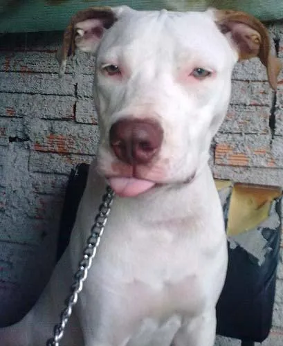 Cachorro ra a Pit-Bull idade  nome Procura GRATIFICA