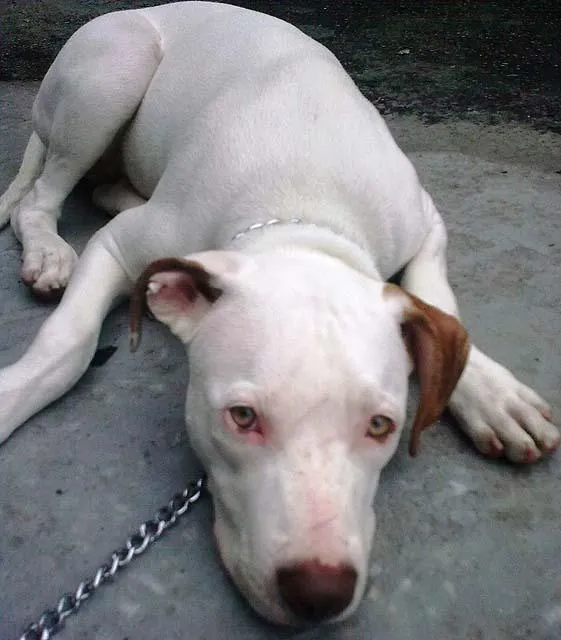 Cachorro ra a Pit-Bull idade  nome Procura GRATIFICA