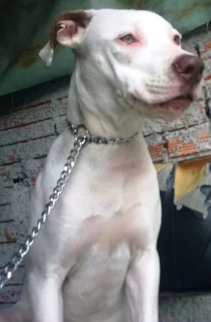 Cachorro ra a Pit-Bull idade  nome Procura GRATIFICA