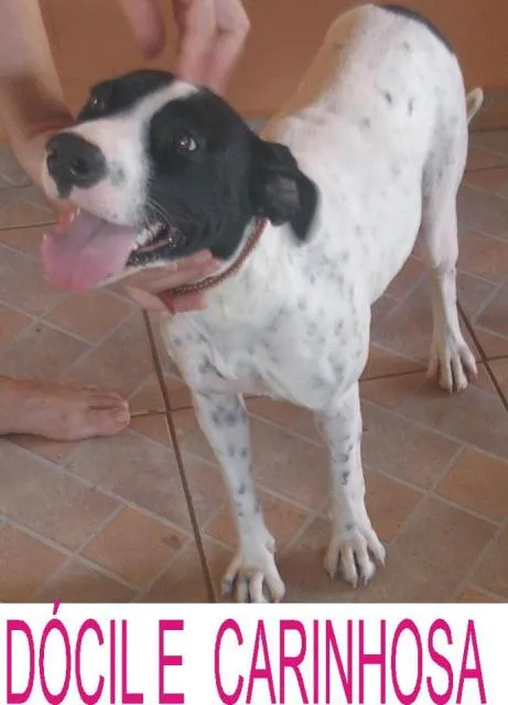 Cachorro ra a SRD idade 1 ano nome Dhara