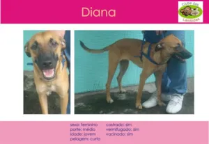 Cachorro raça SRD idade 2 anos nome Diana
