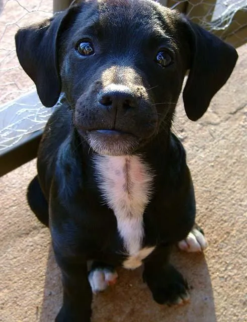 Cachorro ra a Dv idade 2 anos nome Procura 2