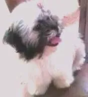 Cachorro raça Shitzu idade 7 a 11 meses nome CRISTINA GRATIFICA