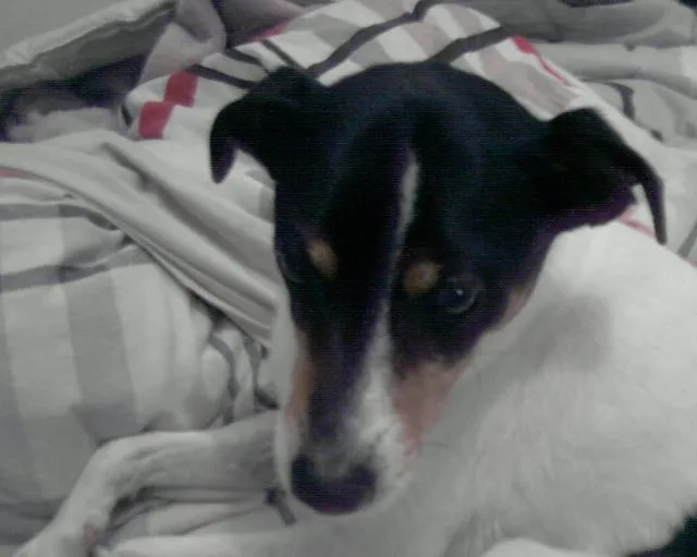 Cachorro ra a fox paulistinha idade 5 anos nome desconhecido
