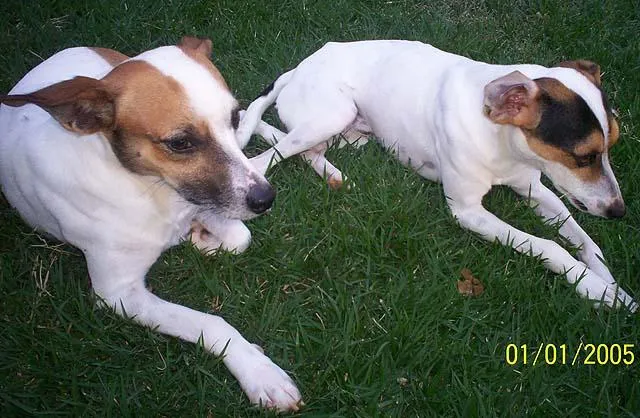 Cachorro ra a Fox Paulistinha idade  nome Procura 2 GRATIFICA