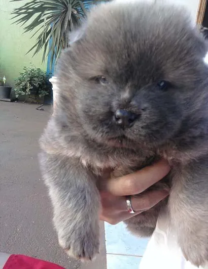 Cachorro raça Chow Chow idade 2 a 6 meses nome Procura GRATIFICA