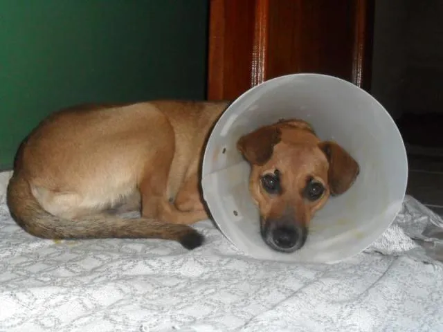 Cachorro ra a Vira Lata idade 1 ano nome Meg