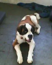 Cachorro ra a São Bernardo idade 5 anos nome Laika